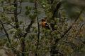 Black-headed Grosbeak FtDavisAug08 150